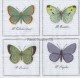 Dekorszalvéta - Big Butterflies