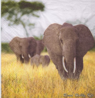 Dekorszalvéta - Elephant Family