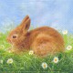 Dekorszalvéta - Bunny with White Flowers