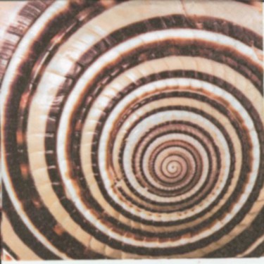 Dekorszalvéta - Snail Shell