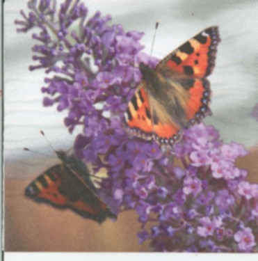 Dekorszalvéta - Peacock Butterfly