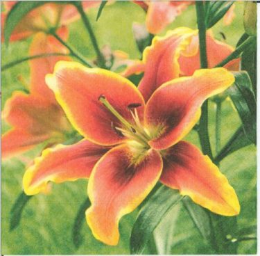 Dekorszalvéta - Lilium