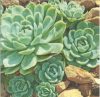 Dekorszalvéta - Desert Plants