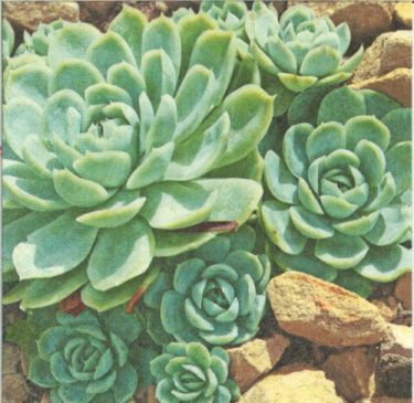 Dekorszalvéta - Desert Plants