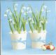 Dekorszalvéta - Snowdrops in Flowerpots