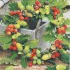 Dekorszalvéta - Oak Wreath