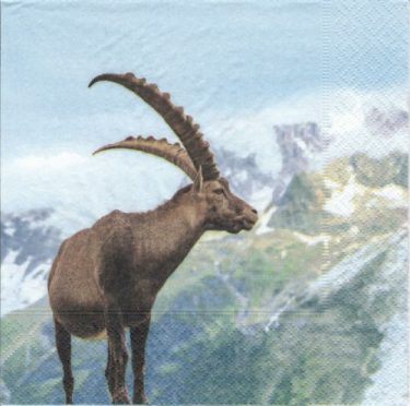 Dekorszalvéta - Capricorn