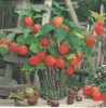 Dekorszalvéta - Physalis
