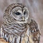 Dekorszalvéta - Barred Pattern Owl
