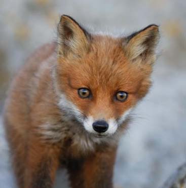 Dekorszalvéta - Red Fox