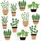 Dekorszalvéta - Herbs in Pot