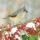 Dekorszalvéta - Tufted Titmouse