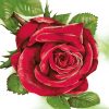 Dekorszalvéta - Big Red Rose