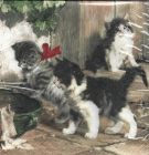 Dekorszalvéta - Kitties meeting